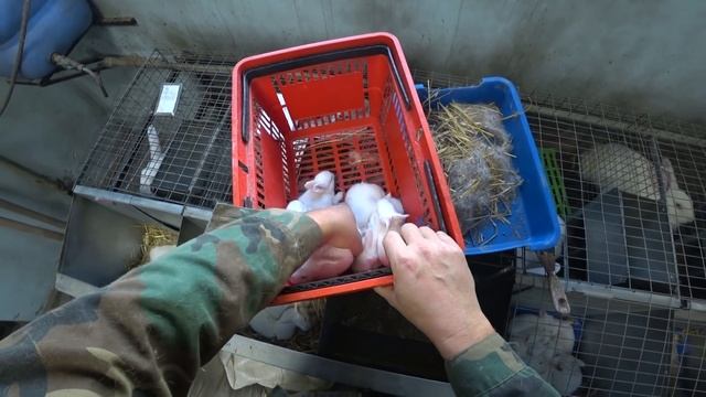 Маленькие крольчата. Замена подстилки в маточнике.