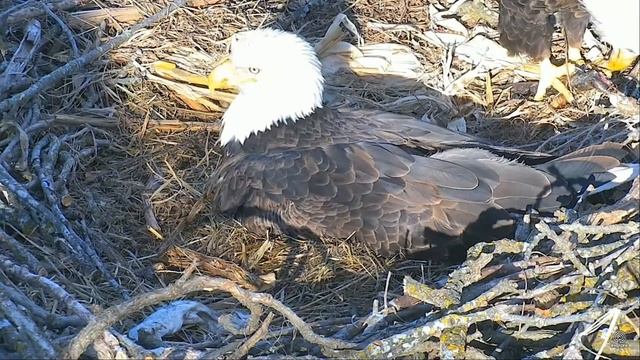 Decorah North Nest Eagles 31.03.2017 ~18:00. Dad came and ate 1,5 fish. Shame on you, Dad! смотреть онлайн