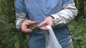 Грибов нет!... Только ягоды и цветы. Дневник грибника 29 июня 2019 года.