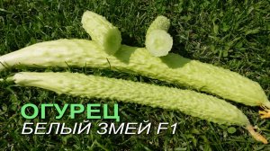 Огурец БЕЛЫЙ ЗМЕЙ F1. Обзор сортов ОГУРЦОВ!