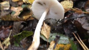 Где и как растут зонтики?  Дневник грибника 13 сентября 2018 года.