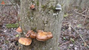 За Опёнком зимним в ольхово-ивовые заросли. "Дневник грибника" 31 октября 2021 года.