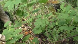 Майская волна Летнего опёнка. Дневник грибника 29 мая 2019 года