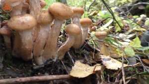Опасный паразит с приятным вкусом! ОПЁНОК СЕВЕРНЫЙ - Armillaria borealis.