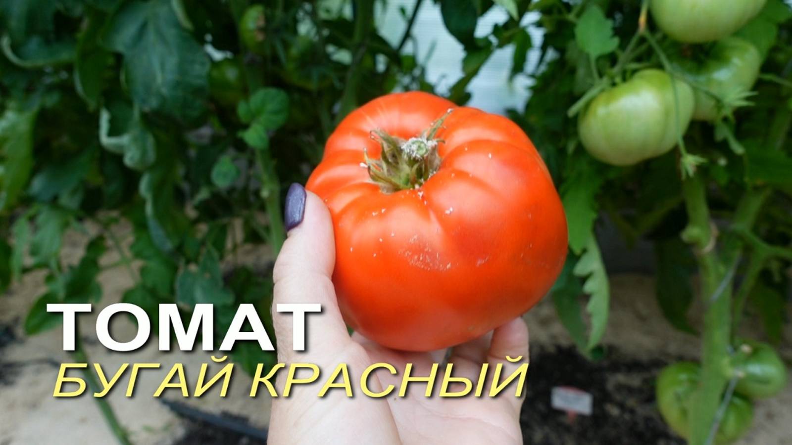Томат БУГАЙ КРАСНЫЙ! Обзор сортов ТОМАТОВ!