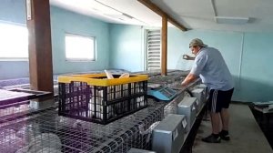 Выход тушки (сказки и реалии кролиководов)