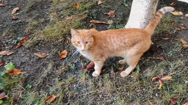 Кавказские минеральные воды, Ессентуки, санаторий Виктория смотреть онлайн