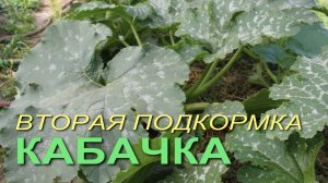 Подкормка КАБАЧКА во время ЦВЕТЕНИЯ и начала ПЛОДОНОШЕНИЯ! Советы от ЗЕЛЕНОГО ОГОРОДА!
