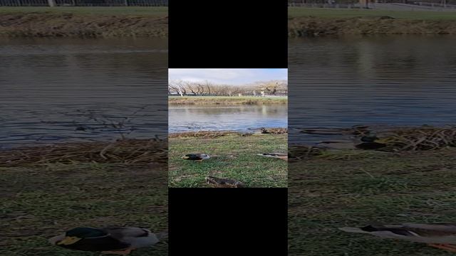 Утки в парке И.А.ЛЯМИНА.