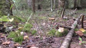 Грибное разноцветье. Дневник 27 августа 2017 года.