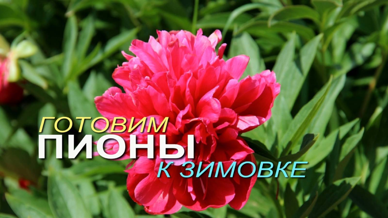 ОСЕННЯЯ ОБРАБОТКА И ПОДКОРМКА ПИОНОВ! Советы от ЗЕЛЕНОГО ОГОРОДА!