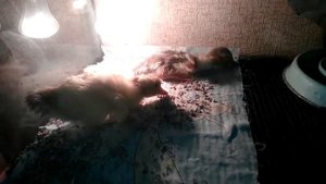 Вывод утят продолжается. 6 октября.