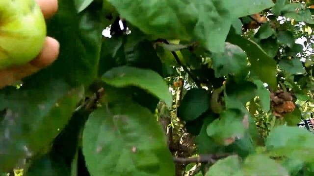 За яблоками смотреть онлайн