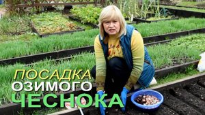 Несколько ПРАВИЛ при посадке ОЗИМОГО ЧЕСНОКА ОСЕНЬЮ! Советы от ЗЕЛЕНОГО ОГОРОДА!