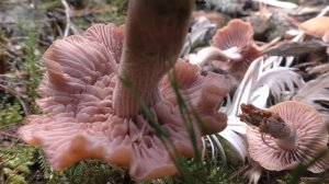 Сбор Колпаков (КУрочек) -  Cortinarius caperatus. "Дневник грибника" 22 августа 2021 года.