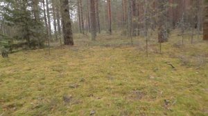 Вечерняя прогулка на остров. Дневник грибника 16 сентября 2018 года.