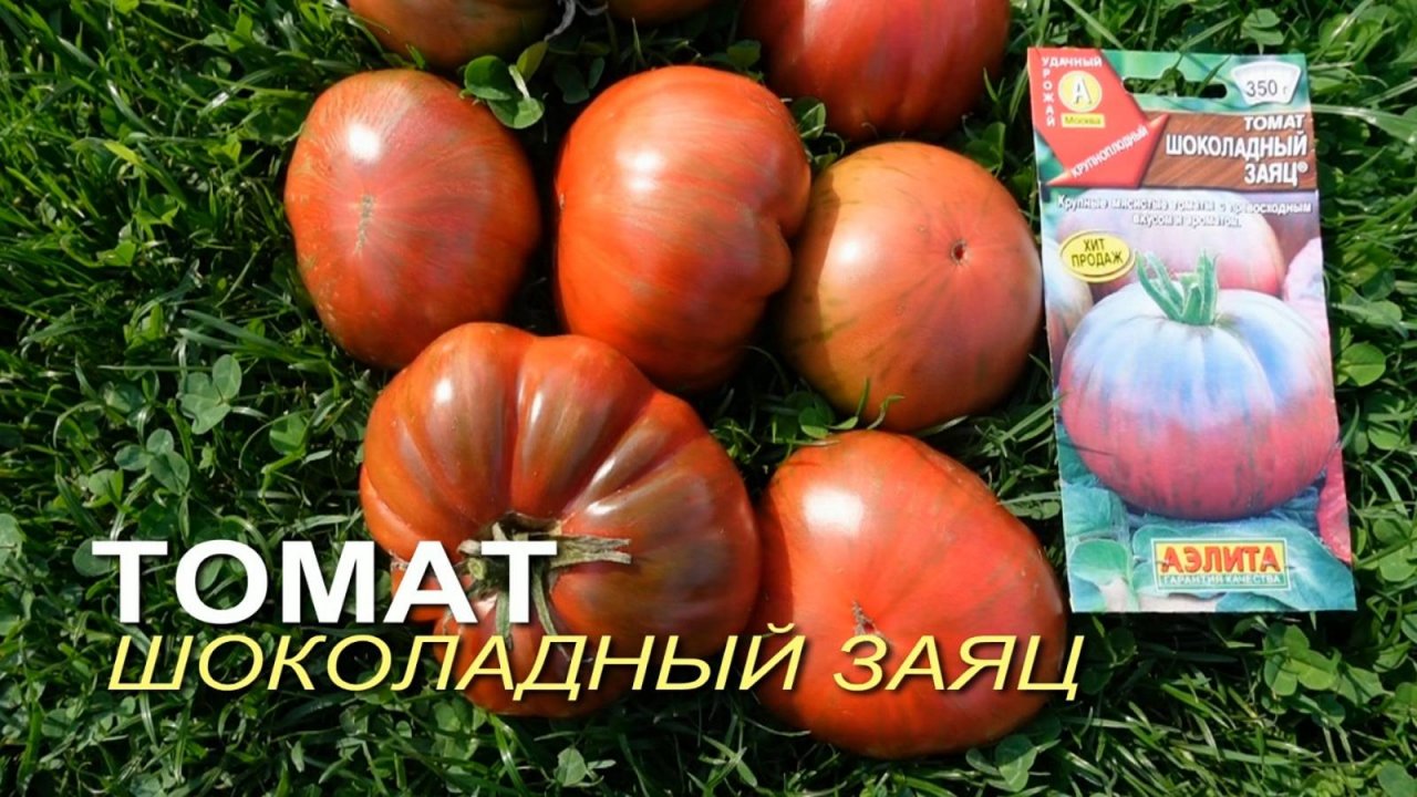 Томат ШОКОЛАДНЫЙ ЗАЯЦ. Обзор сортов ТОМАТОВ!