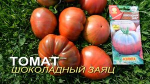 Томат ШОКОЛАДНЫЙ ЗАЯЦ. Обзор сортов ТОМАТОВ!