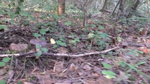 По ручьевинам за опятами. Дневник 5 сентября 2018 года.