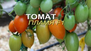 ПЛАМЯ F1! ОБЗОР СОРТОВ ТОМАТОВ! Советы от ЗЕЛЕНОГО ОГОРОДА!