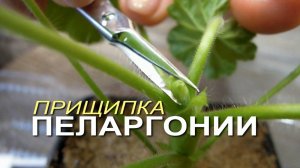 ПРИЩИПКА рассады ПЕЛАРГОНИИ из семян! Советы от ЗЕЛЕНОГО ОГОРОДА!