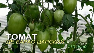 Томату ДЕ БАРАО ЦАРСКИЙ 110 дней! Обзор сортов ТОМАТОВ!