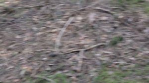 Семья белых грибов