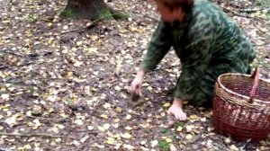 Плантация чёрных груздей.