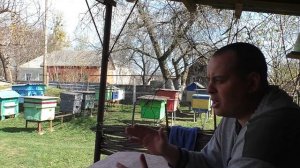 Почему пчёлы агрессивные? Причины агрессии пчёл. Что делать если пчёлы злые?