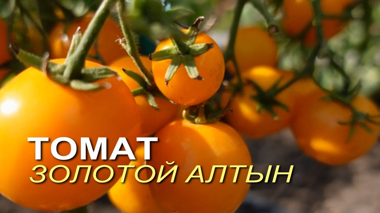 Томат ЗОЛОТОЙ АЛТЫН. Обзор сортов ТОМАТОВ!