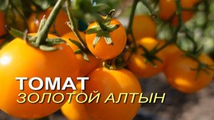 Томат ЗОЛОТОЙ АЛТЫН. Обзор сортов ТОМАТОВ!