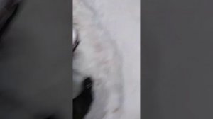 Реле  РР-132  на  Волгу.