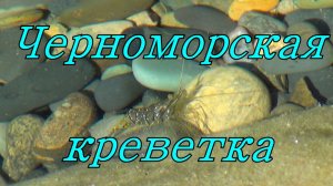 Подводная жизнь Черноморской креветки.