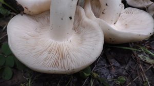 Рядовка скученная -  Lyophyllum decastes. Деликатесный гриб.