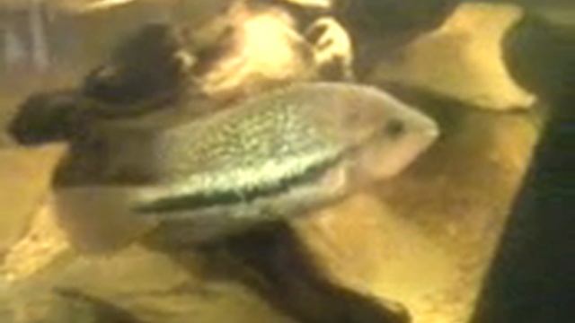 p.fenestratus смотреть онлайн