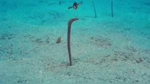 Сад угрей -The Garden of Eels #это_интересно