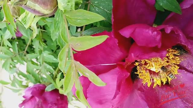 Дорога цветов...