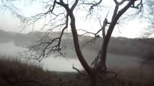 Tiger Tiger Burning Bright!