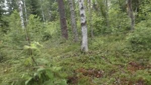 Какие грибы в заболоченном лесу? Дневник грибника 17 июля 2019 года.