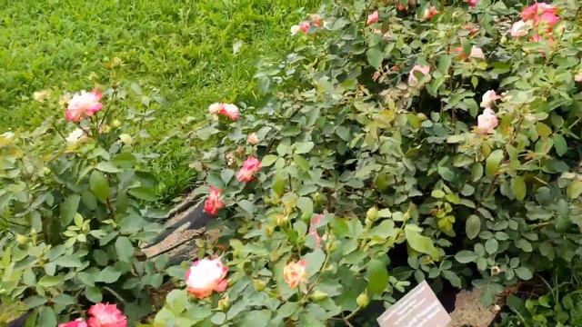 Ботанический сад МГУ смотреть онлайн