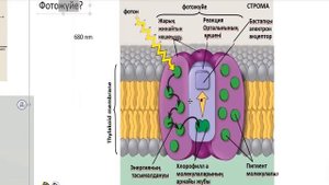 ФОТОСИНТЕЗДІҢ ЖАРЫҚ КЕЗЕҢІ. ФОТОФОСФОРЛАУ (11-сынып)