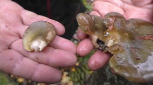 Вешенка осенняя -  поздний съедобный гриб.