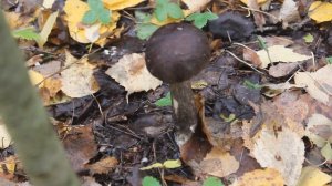 Берёзовик чёрный - лучший среди берёзовиков.