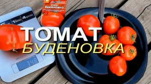 БУДЁНОВКА! ОБЗОР СОРТОВ ТОМАТОВ! Советы от ЗЕЛЕНОГО ОГОРОДА!