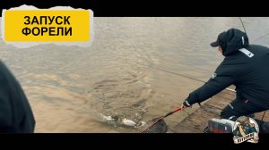 ЗАПУСК ФОРЕЛИ  9.11.2024