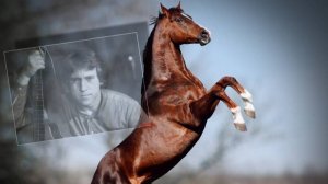 Кони привередливые