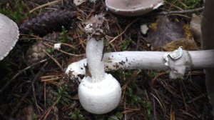 Иногда путают с поганкой. Шампиньон перелесковый.