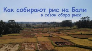 Сбор риса на Бали. Как мы попали на этот сезон и как его собирали. Ubudone. Убуд.