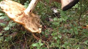 За грибами и брусникой! Дневник грибника от 8 сентября 2021 года.