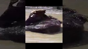Мама медведь 🐨 тренирует медвежонка к суровой жизни, где-то на границе нашей не объятой
)))
